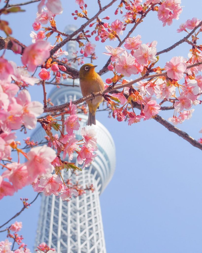 .
Look up to discover cherry blossoms and a Japanese white-eye.
#ChargeUpMarch  ...
