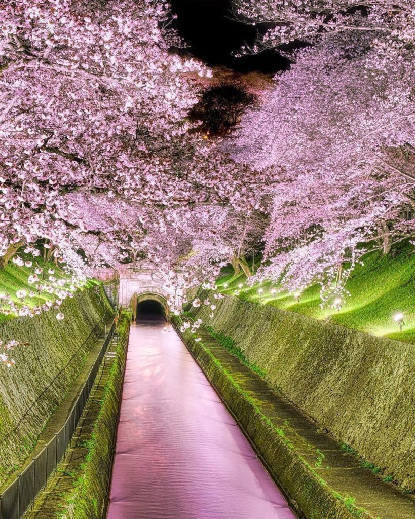 Lake Biwa Canal looks positively heavenly blanketed in fallen cherry blossoms.  ...