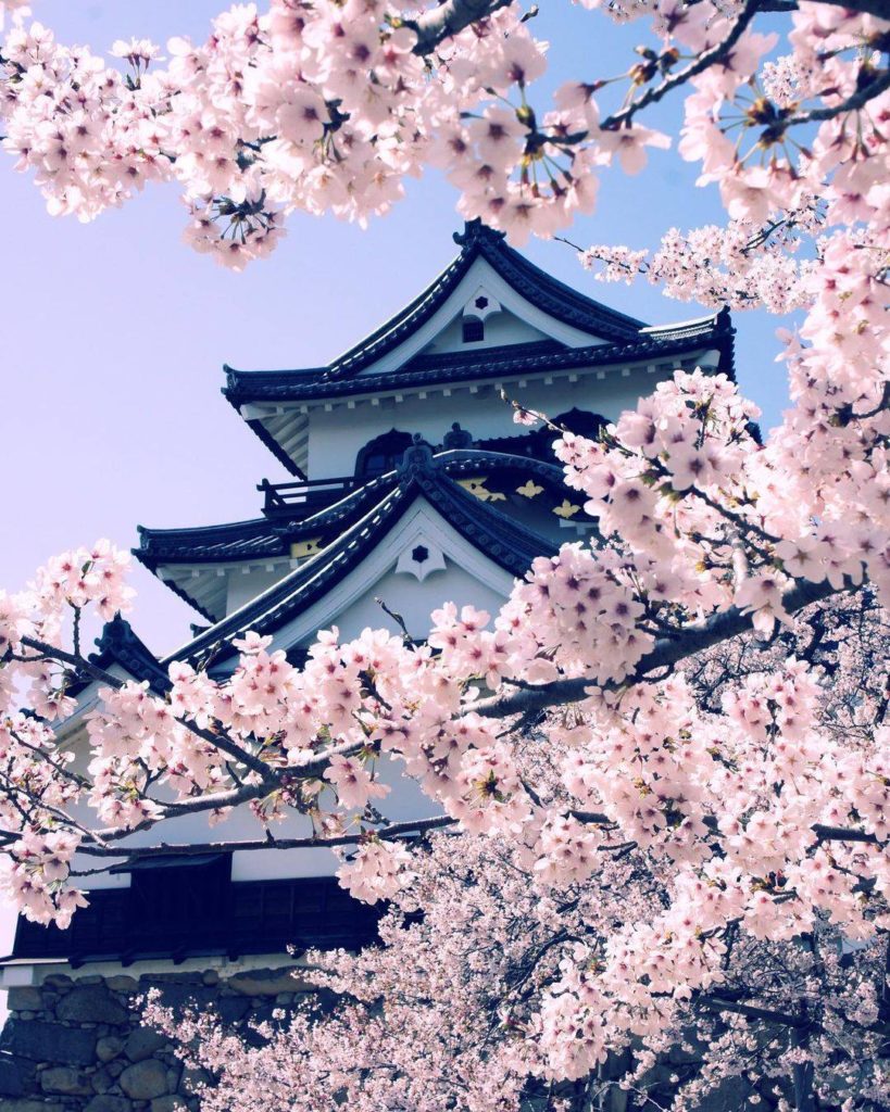 Japan Travel: Castles and cherry blossoms = the perfect pair! There are some beautiful castl… Castles and cherry blossoms = the perfect pair! There are some beautiful castl...