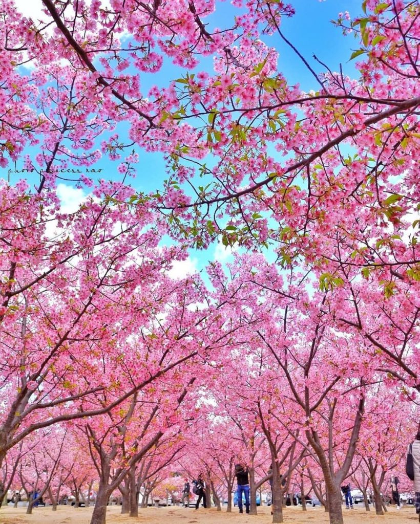 Visit Japan: It truly is the season of pink Enjoy the early-blooming kawazu cherry blossoms … It truly is the season of pink Enjoy the early-blooming kawazu cherry blossoms ...