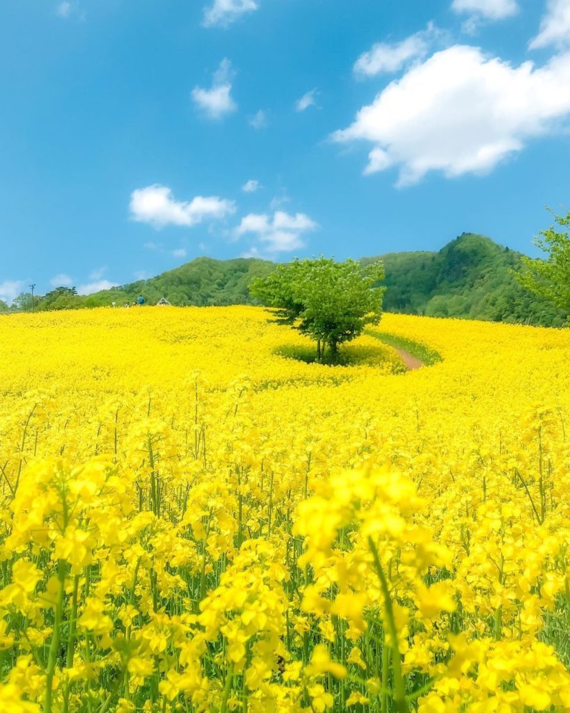 Japan Airline: .
Surrounded by rape blossoms, Sannokura Plateau makes you feel like you’re in t… .
Surrounded by rape blossoms, Sannokura Plateau makes you feel like you're in t...