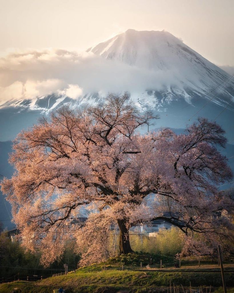 Visit Japan: Few sights in Japan are as iconic as Mt. Fuji alongside a blossoming sakura tree… Few sights in Japan are as iconic as Mt. Fuji alongside a blossoming sakura tree...