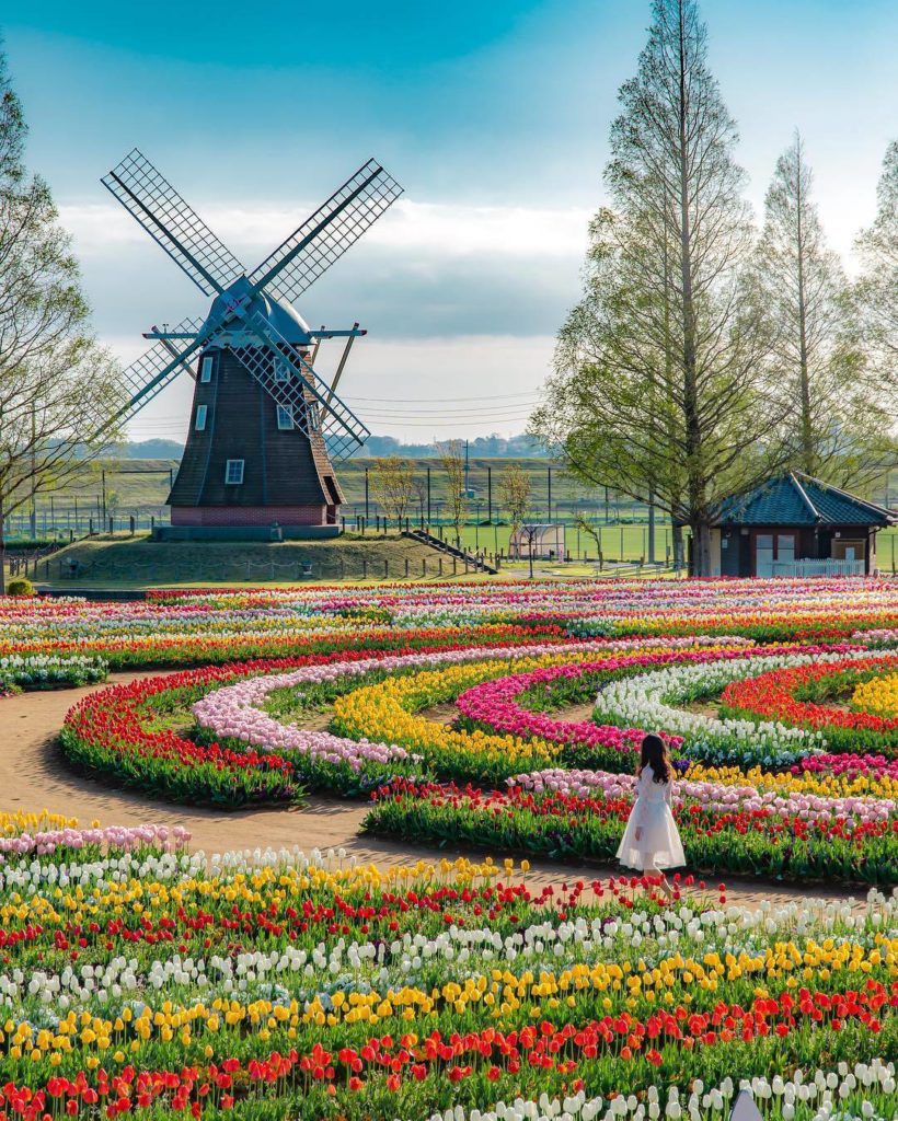 We've got another amazing tulip field for you to enjoy, and this one comes compl...