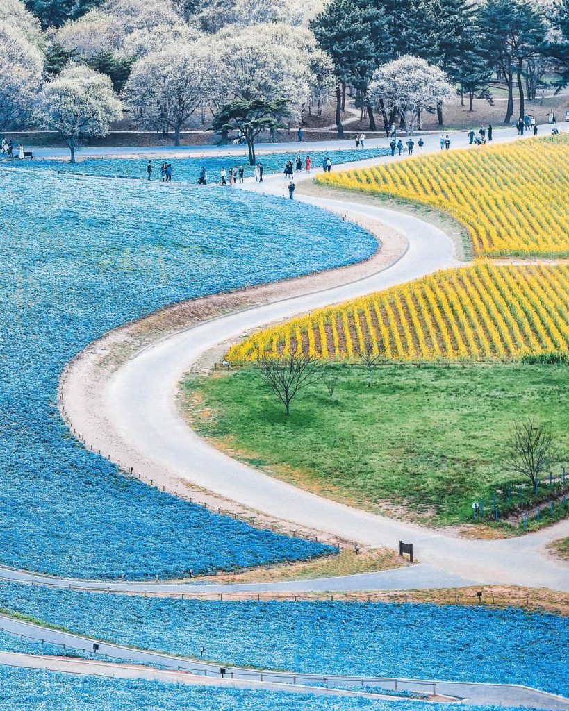 .
Beautiful color contrasts from the baby blue eyes and rape blossoms at Hitachi...