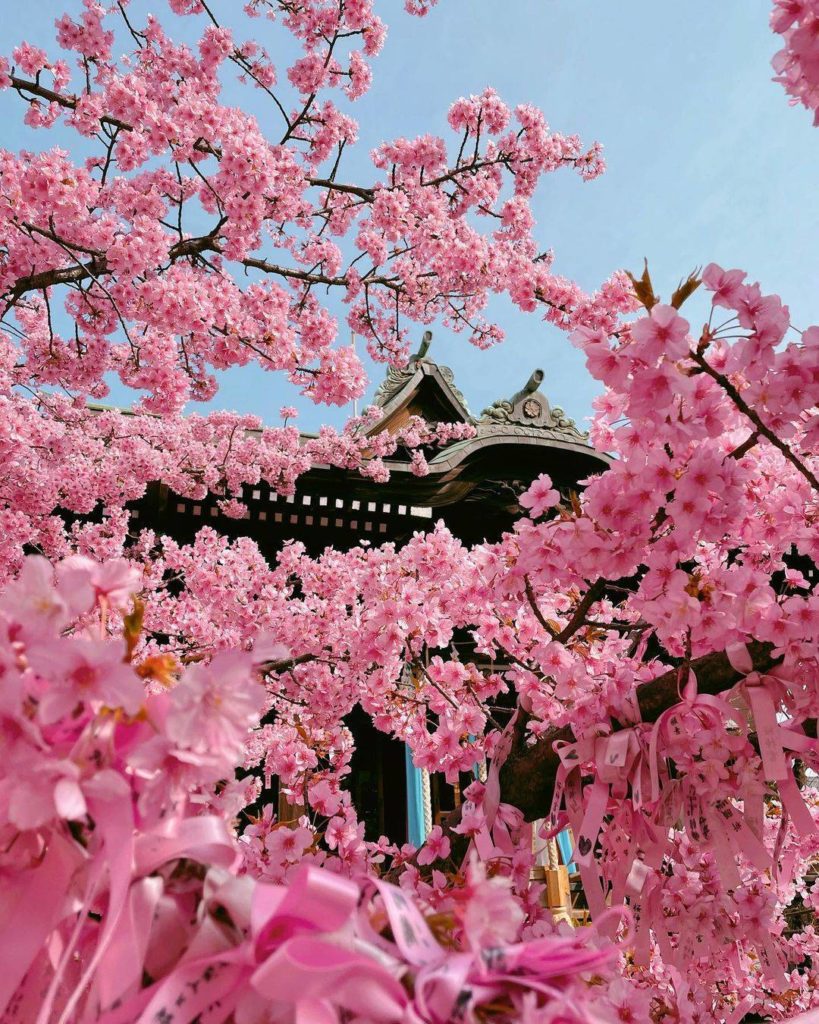 Tokyo's Sakura Jingu Shrine is a simply gorgeous spot to visit in early spring, ...