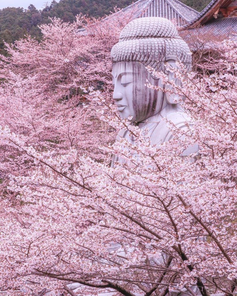 Japan Travel: So far, the majority of you have voted for showcasing more cherry blossoms over … So far, the majority of you have voted for showcasing more cherry blossoms over ...