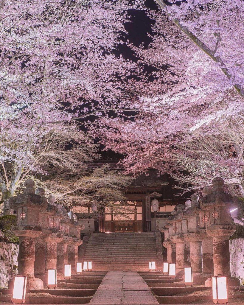 Are you a cherry blossoms by day or cherry blossoms by night kind of person? It'...