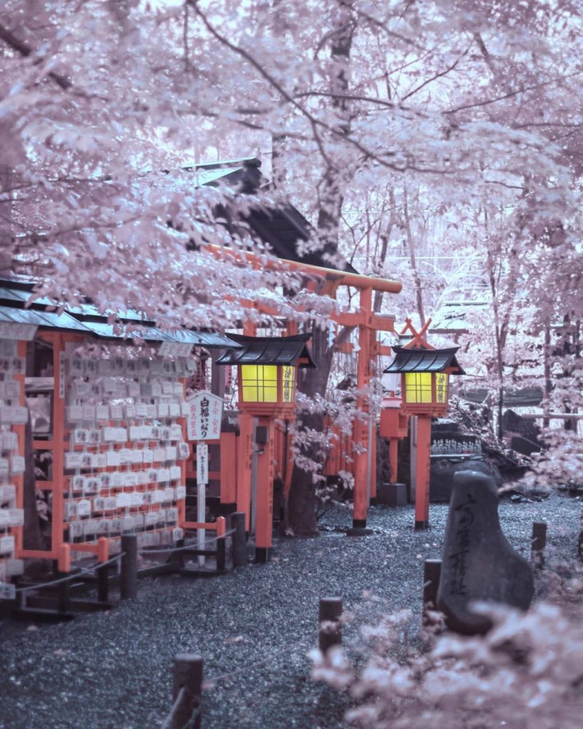 Sakura season without tourist 桜の時期になってきましたね Wish you'll be able to see real cher...
