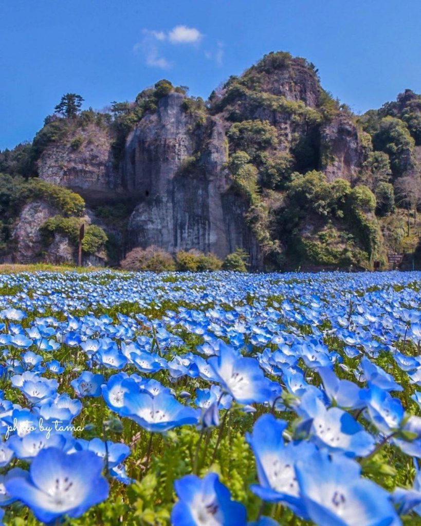 Japan Travel: Mother Nature, you’ve outdone yourself yet again! Nemophila, or baby blue eyes, … Mother Nature, you've outdone yourself yet again! Nemophila, or baby blue eyes, ...