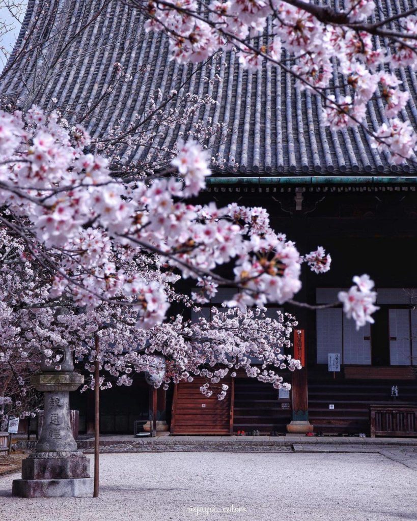 We're convinced that everything is better with a dose of cherry blossoms. Okay, ...