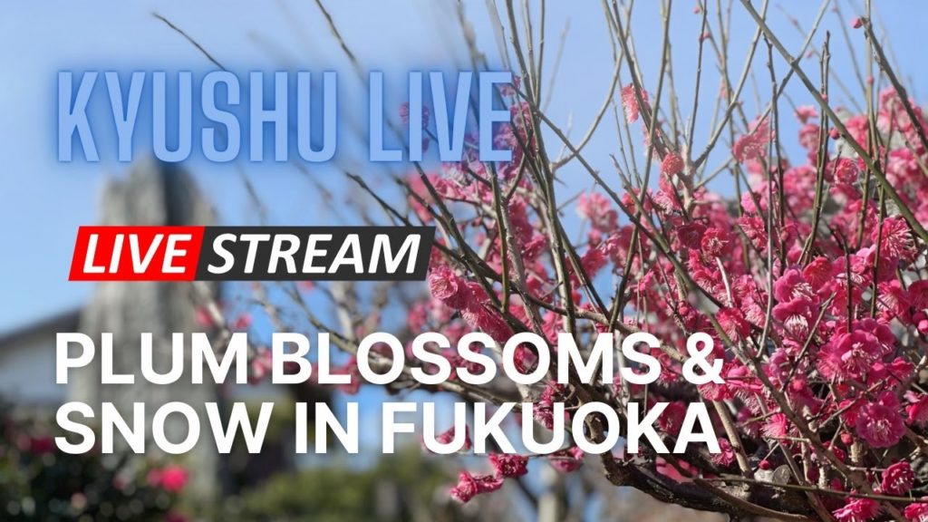 Kyushu Live – Plum Blossoms & Snow in Fukuoka / 雪と梅の花 in 舞鶴公園 Kyushu Live - Plum Blossoms & Snow in Fukuoka / 雪と梅の花 in 舞鶴公園