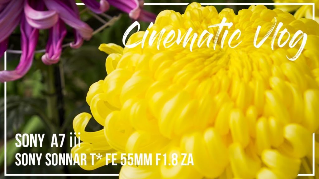 【A7ⅲ】Chrysanthemum flowers and Korakuen | japan/okayama | 菊の花と後楽園 | 岡山県岡山市