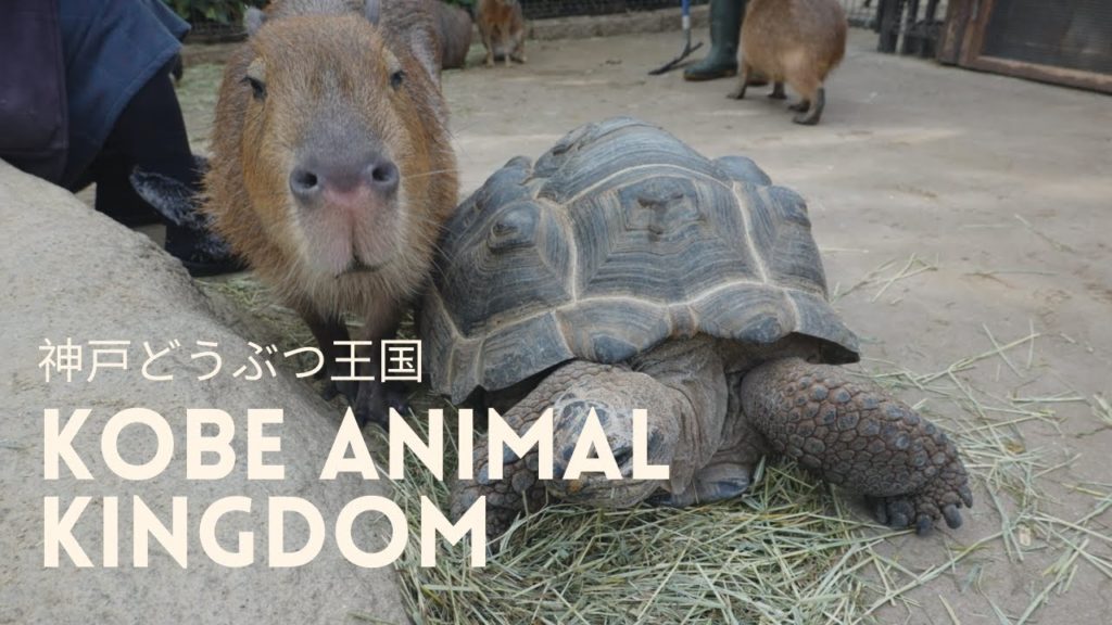 Visiting Kobe Animal Kingdom | Kobe, Japan