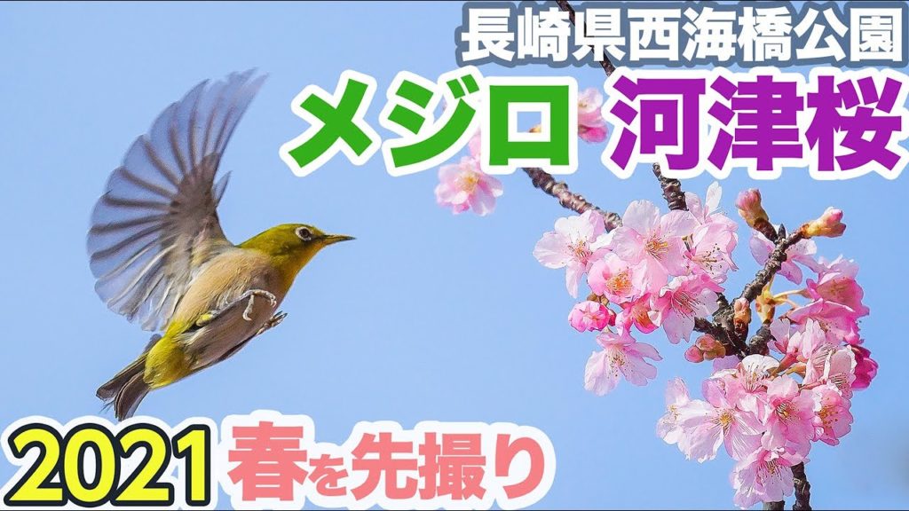 満開の河津桜とメジロ撮影！西海橋公園 河津桜の丘