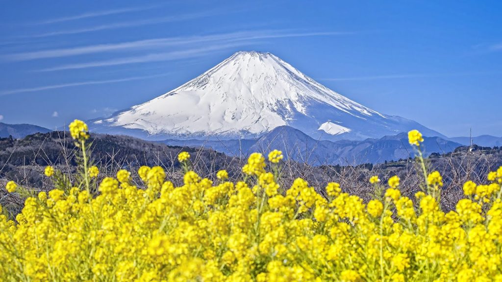 [4K] 早春の富士山と菜の花 吾妻山公園 - Mt. Fuji and Rape Blossoms in February - (shot on BMPCC6K)