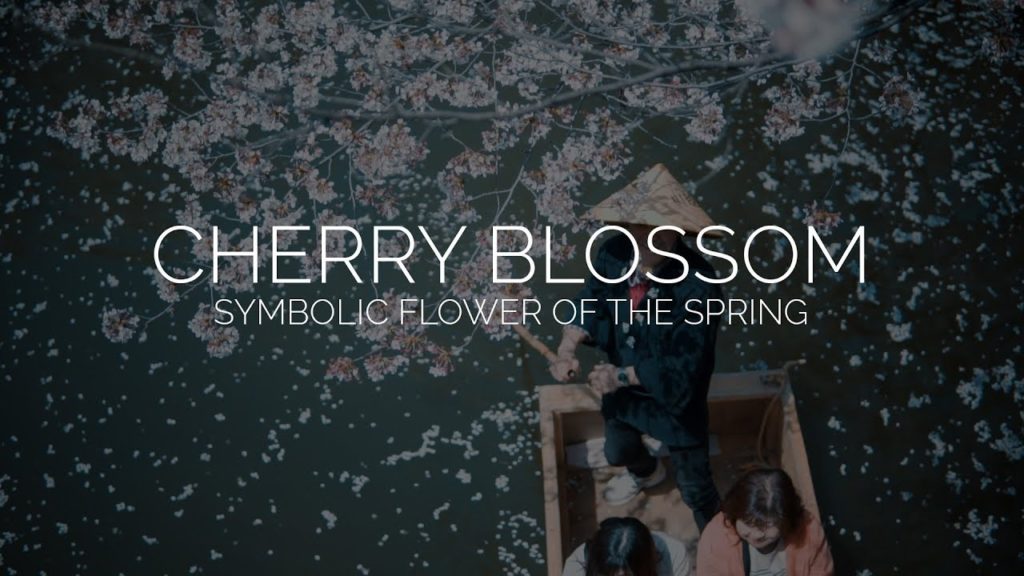 Cherry Blossom and Viewing near Tokyo: The best place to visit in Japan