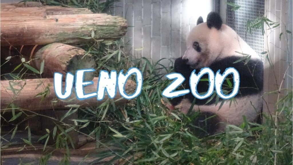[Vlog] Ueno Zoo | Tokyo Sightseeing, Japan