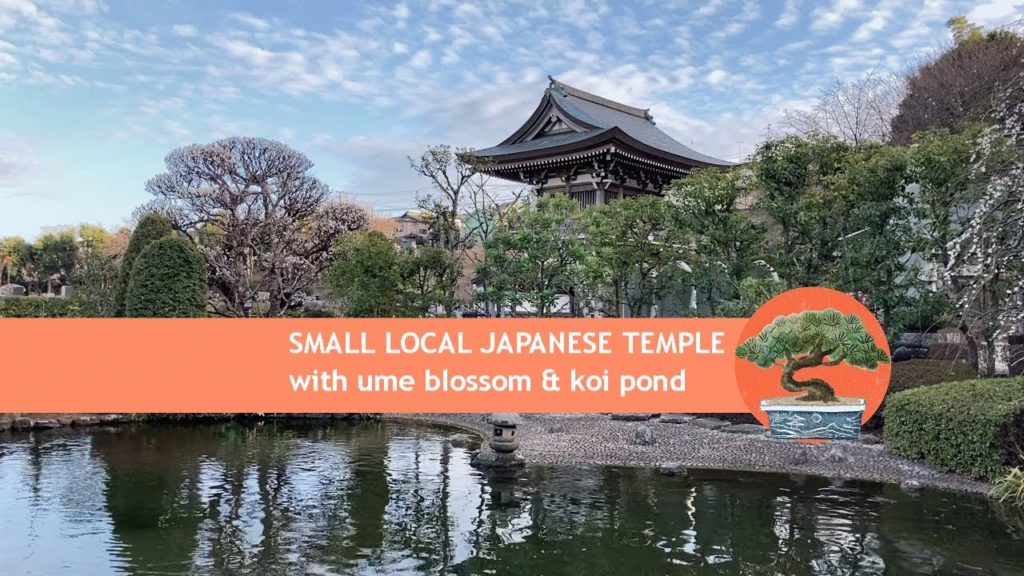 Plum blossom at a local Japanese temple Plum blossom at a local Japanese temple