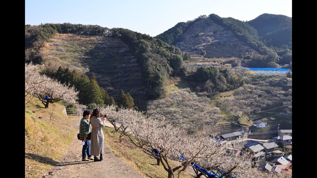 JG☆☆☆8K HDR 和歌山 大規模梅林の文化的景観 紀州石神田辺梅林とみなべ岩代大梅林 Wakayama, Cultural Landscape of Plum Field