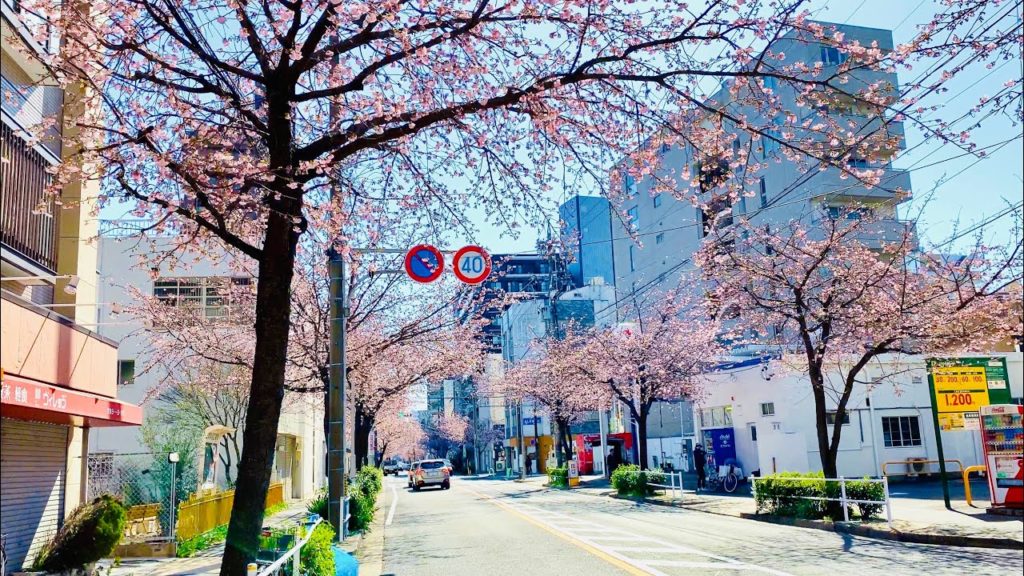 【4K】Japan Walking Tour - Beautiful Cherry Blossom Street in Nagoya, Aichi