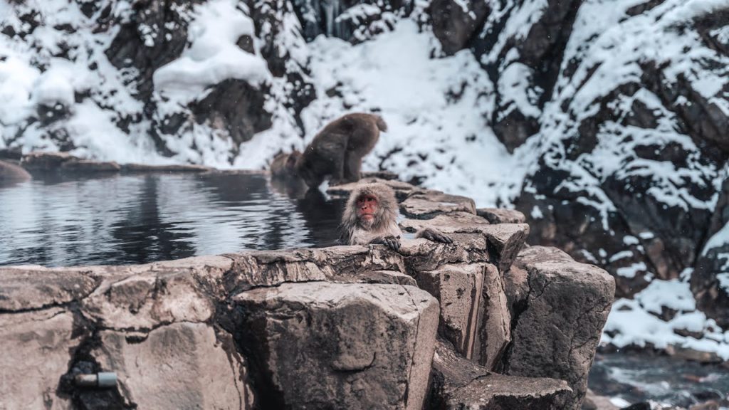 Jigokudani Monkey Park , Nagano | 地獄谷野猿公苑 , 長野県 | 4K Jigokudani Monkey Park , Nagano | 地獄谷野猿公苑 , 長野県 | 4K