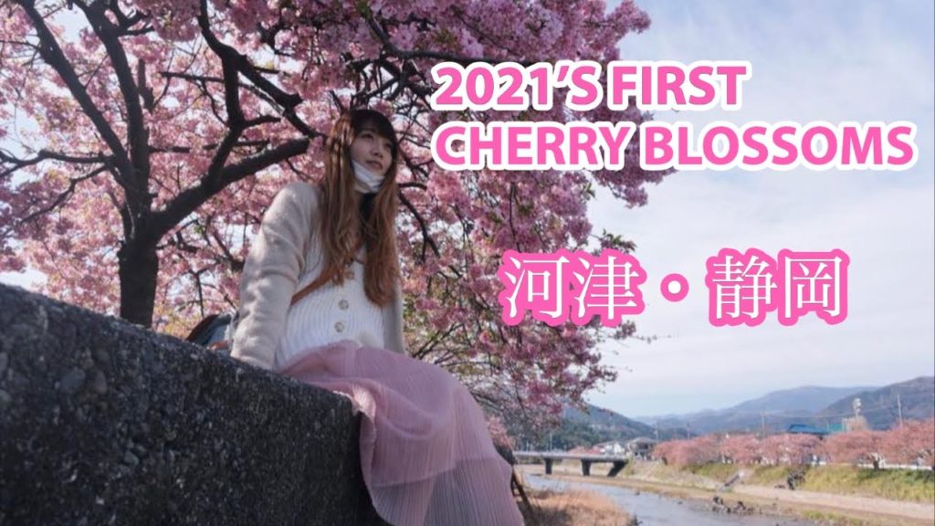Earliest Cherry Blossoms of 2021! | Kawazu Sakura | 河津桜 Earliest Cherry Blossoms of 2021! | Kawazu Sakura | 河津桜