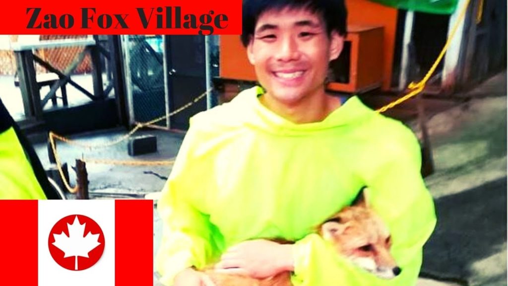 Shiroishi Zao Fox Village: I Found out What the Fox Says 🦊