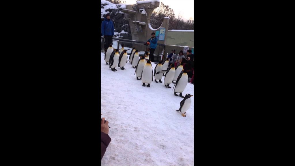 Penguin Walk in the Maruyama Zoo, Sapporo Hokkaido, Japan (日本北海道円山公園的企鵝巡遊)
