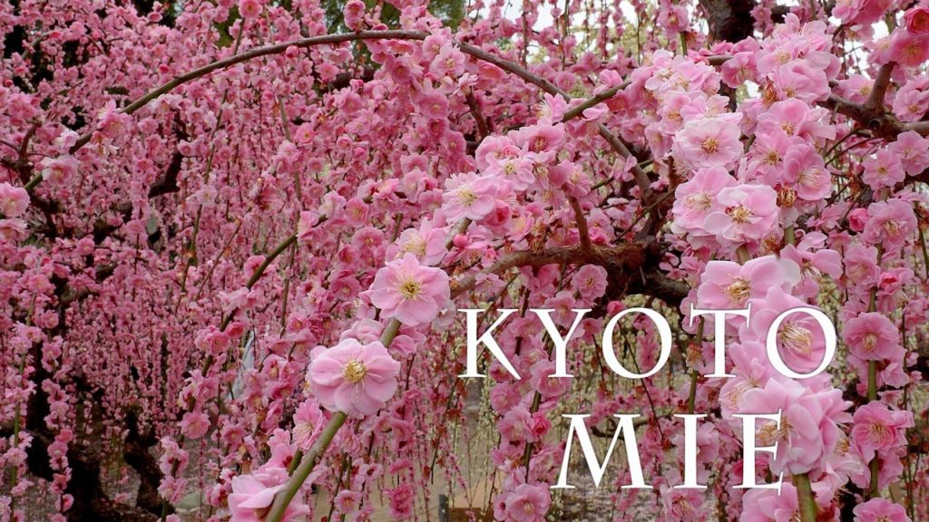 【Plum blossoms】 Weeping plum-trees are in full blossom at Kyoto and Mie 2021. #城南宮 #結城神社 #北野天満宮 #4K 【Plum blossoms】 Weeping plum-trees are in full blossom at Kyoto and Mie 2021. #城南宮 #結城神社 #北野天満宮 #4K