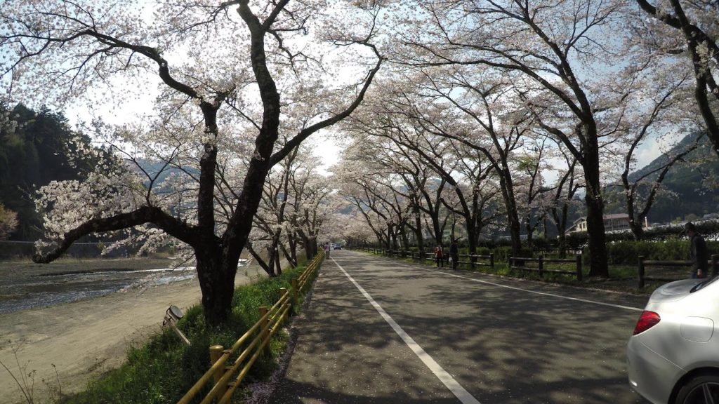 静岡県　家山　桜　2020