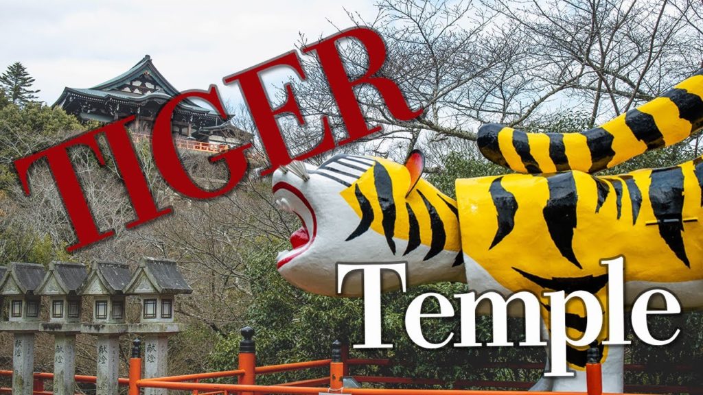 WORLD's BIGGEST TIGER TEMPLE in Nara JAPAN #Chogosonshiji WORLD's BIGGEST TIGER TEMPLE in Nara JAPAN #Chogosonshiji