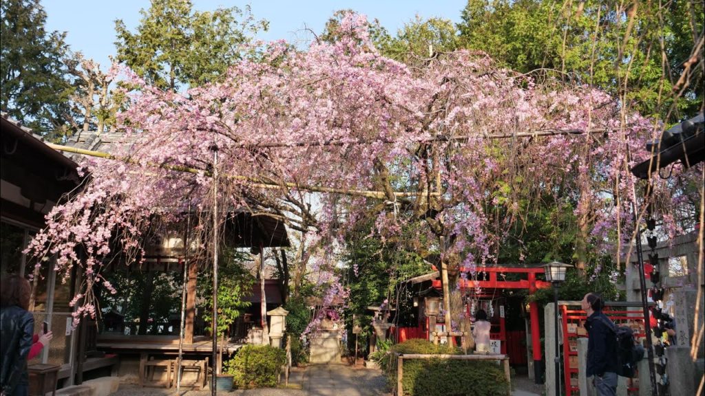 JG☆8K HDR京都 水火天満宮の早咲き桜  Kyoto, Early Bloom Sakura, Suikatenmangu