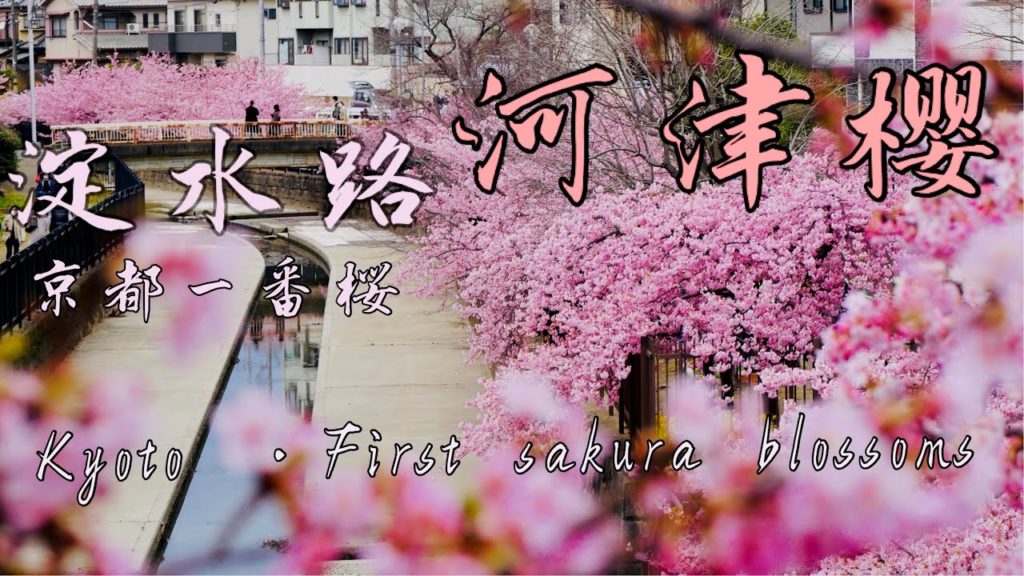 【日本・春】淀水路 河津樱 桜満開 2021年 | Kyoto・First cherry blossoms | 京都一番桜 | 京都最早盛开的樱花#早樱#京都#日本#淀水路#sakura 【日本・春】淀水路 河津樱 桜満開 2021年 | Kyoto・First cherry blossoms | 京都一番桜 | 京都最早盛开的樱花#早樱#京都#日本#淀水路#sakura