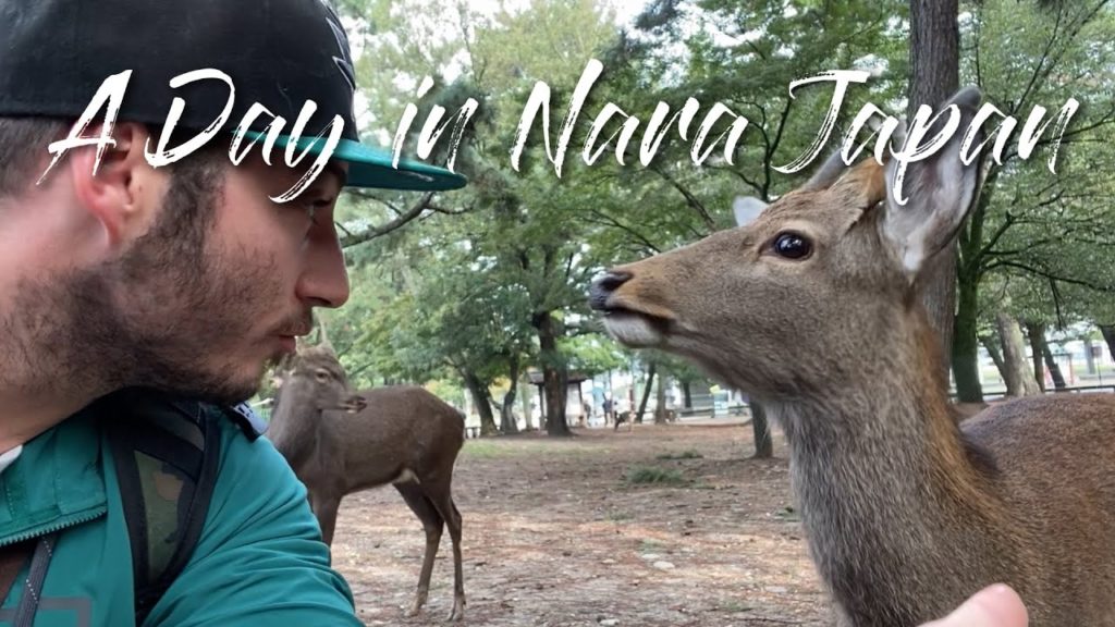 Wild Deer Everywhere | Exploring Nara, Japan