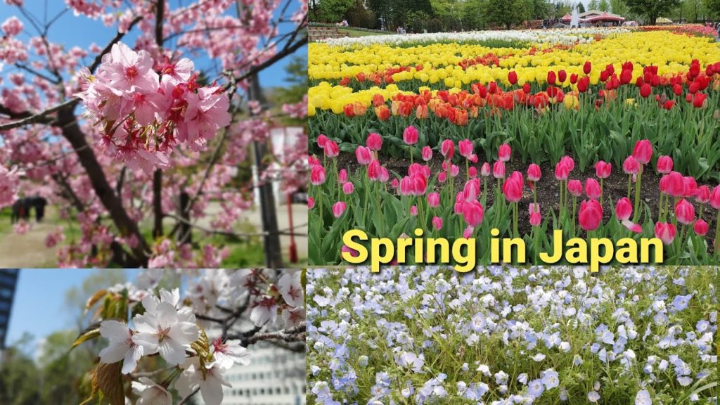 Lovely Spring Days in Japan, Cherry Blossoms and Tulips