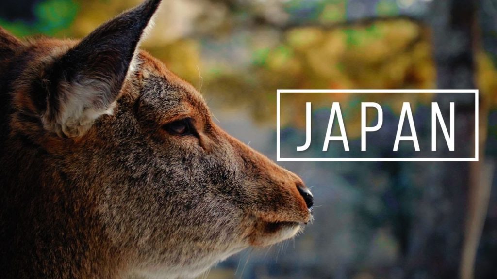 Japan - Travel Around Kii Peninsula | Nara Wakayama Mie | Cinematic Travel Video