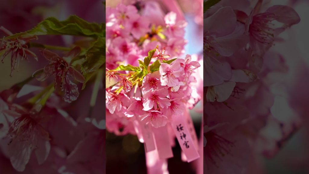 桜神宮の河津桜 2021 Sakura-Jingu Cherry Blossom Sakura Japan #Shorts 桜神宮の河津桜 2021 Sakura-Jingu Cherry Blossom Sakura Japan #Shorts