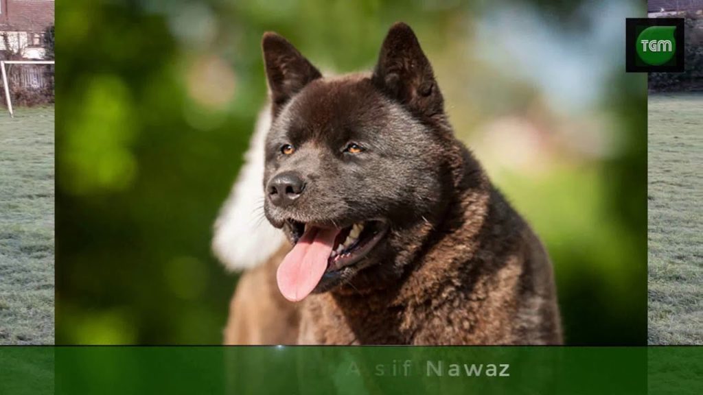 AKITA Dogs - TGM Dog Breeds -Dog Show 2021 -  Dog Trainer - Dog Training The Green Magic TV Channel