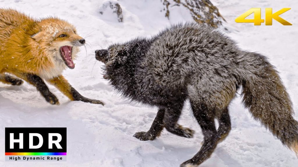 【4K HDR】Snow Fox Village in Zao, Japan 2021 【4K HDR】Snow Fox Village in Zao, Japan 2021