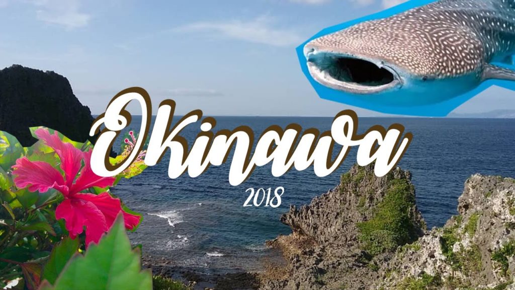 Chonky fish in Okinawa | Travel Vlog