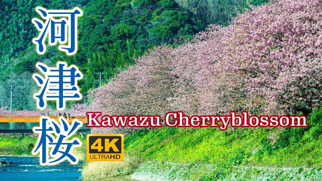河津桜【日本の桜2021🌸】伊豆の桜の名所 河津桜発祥の地河津町 4K HDR【日本文化】 Kawazu Cherry Blossom Izu Cherry Blossom Spot