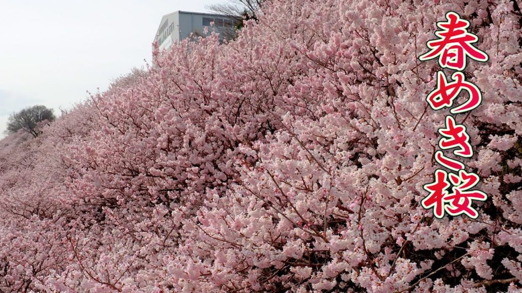 【Cherry blossoms】 Harumeki-zakura in KANAGAWA. #4K​ #春めき桜 #一の堰ハラネ