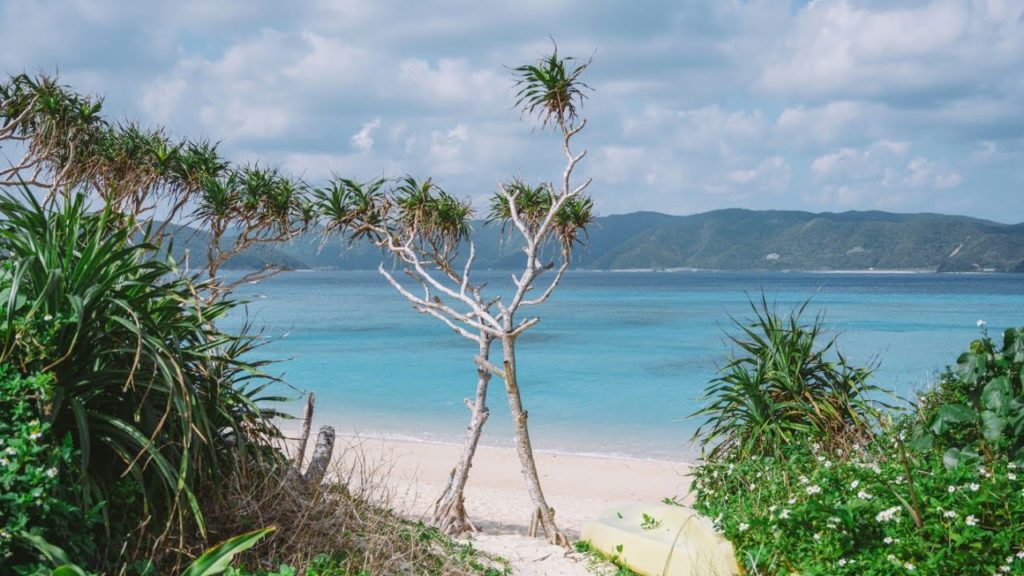 Live Morning Walk On Japans Tropical Amami Oshima Island 奄美大島、笠利散歩 Live Morning Walk On Japans Tropical Amami Oshima Island 奄美大島、笠利散歩