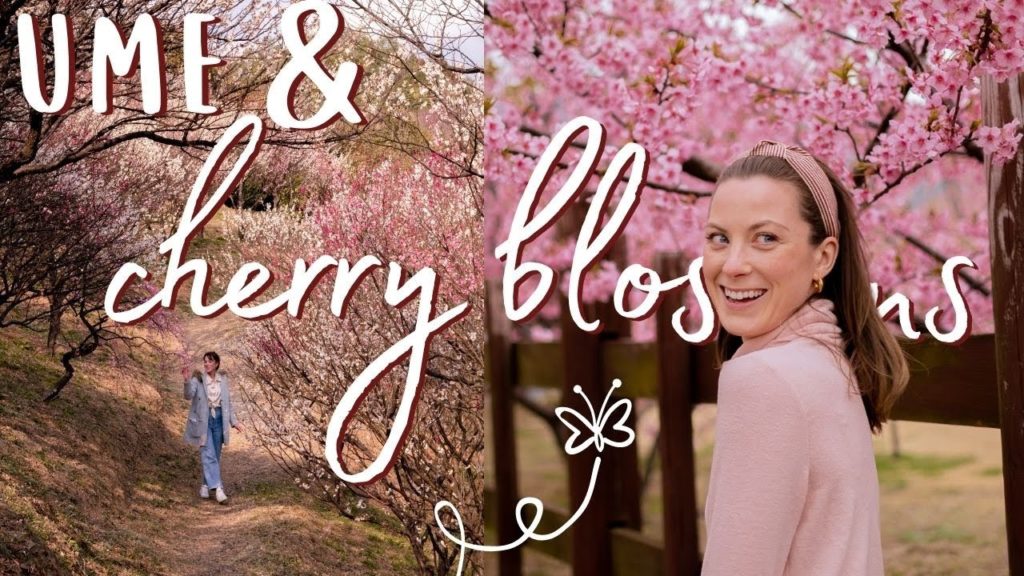 🌸 Early-blooming cherry blossoms (sakura) & Ume blossoms in Japan 桜 + 梅 🌸 Early-blooming cherry blossoms (sakura) & Ume blossoms in Japan 桜 + 梅