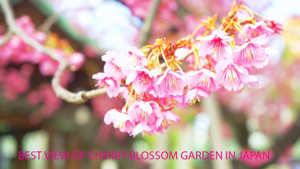 BEST VIEW OF CHERRY BLOSSOM GARDEN IN JAPAN BEST VIEW OF CHERRY BLOSSOM GARDEN IN JAPAN