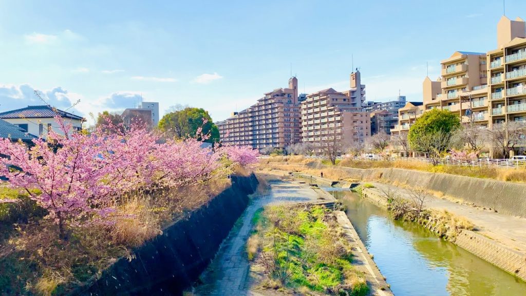 【4K】Japan Walking Tour – Beautiful Cherry Blossom in Suburb Nagoya, Japan 【4K】Japan Walking Tour - Beautiful Cherry Blossom in Suburb Nagoya, Japan