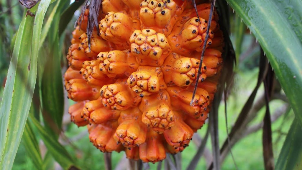 Scenery of Amami Oshima, Kagoshima (June 2017)