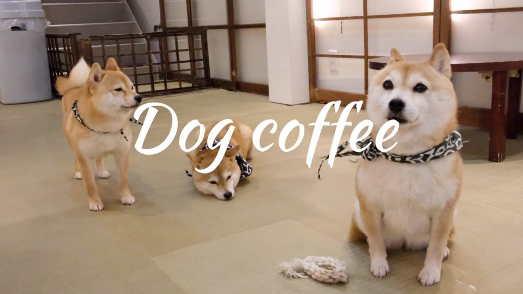 Dog coffee in Kyoto. What moving to Japan during the pandemic is like.（Kyoto, Japan）Hannah's trip