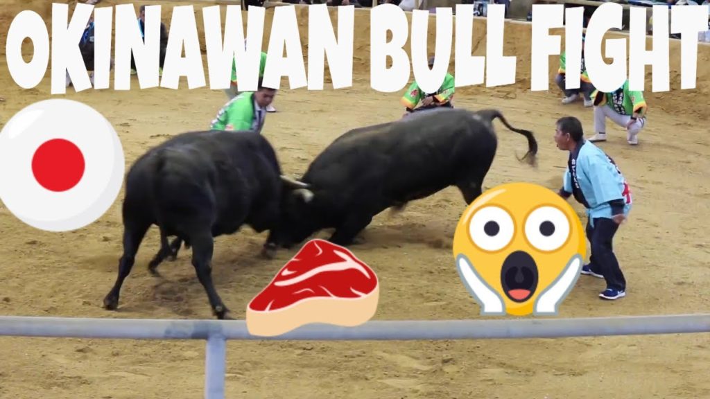 OKINAWA BULLFIGHT! OKINAWA BULLFIGHT!