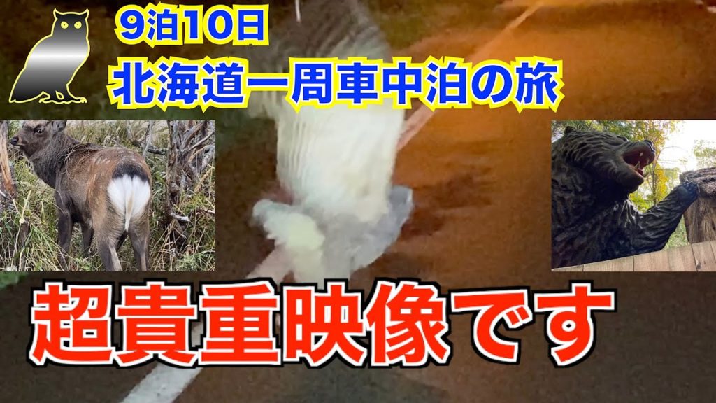 【9泊10日北海道一周 車中泊の旅 総集編】あつまれ北海道の動物たち❗️   日本でわずかしか生息しないアレの超貴重映像! 〇〇だらけの北海道 超巨大〇〇も登場! 【9泊10日北海道一周 車中泊の旅 総集編】あつまれ北海道の動物たち❗️   日本でわずかしか生息しないアレの超貴重映像! 〇〇だらけの北海道 超巨大〇〇も登場!